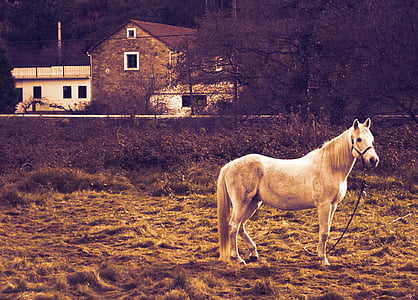 white horse on ground during daytime thumbnail