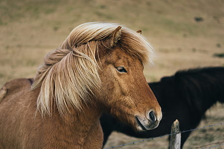 brown horse thumbnail