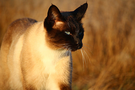 selective focus photo of Siamese cat thumbnail