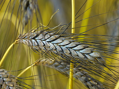 closeup photography of rice grain thumbnail