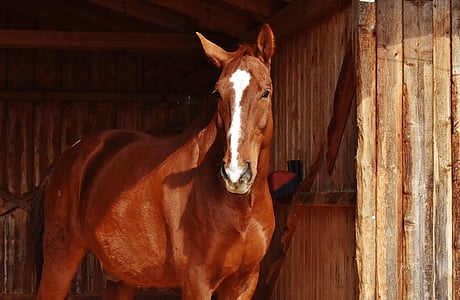 brown horse in stable thumbnail