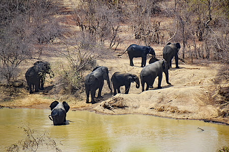 seven elephant near on body of water thumbnail