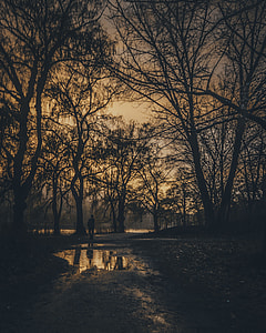 silhouette of person standing near swamp surrounded by bare trees during orange sunset thumbnail