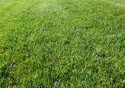 field of green grass thumbnail