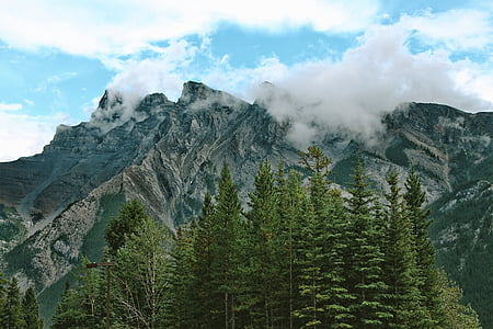 clouds, conifers, daylight, evergreen, fir trees thumbnail