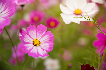 white-and-pink petaled flower close up focus photo thumbnail