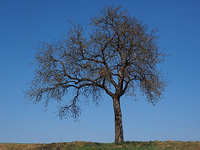 brown tree during daytime thumbnail