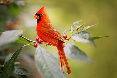 perching red bird on green leaf plant thumbnail