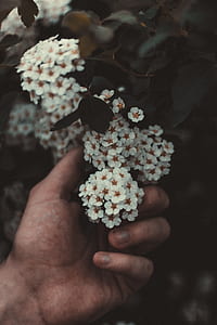 person holding white cluster flowers closeup photography thumbnail