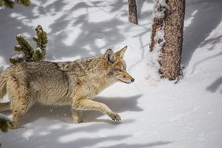 brown wolf thumbnail