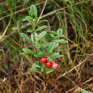 Cowberry, Finnish Wild Berries thumbnail