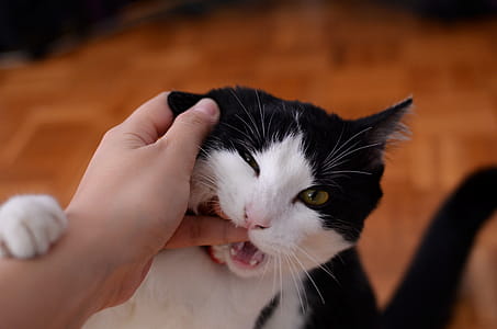 Cat Biting Persons Finger thumbnail