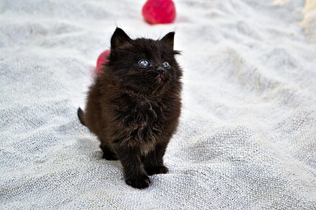 long fur brown kitten on gray textile thumbnail