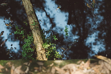 Water Pond With Leaves and Tree Branch thumbnail