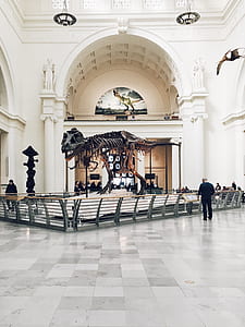dinosaur skeleton on museum thumbnail