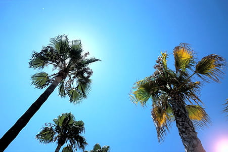 palm tree, palm, blue sky, sunny thumbnail
