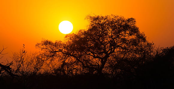 silhouette of tree at golden hour thumbnail