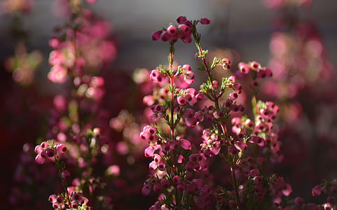 selective focus photography of pink erica flowers thumbnail