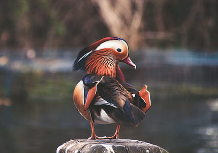 brown and blue wood duck on brown surface thumbnail