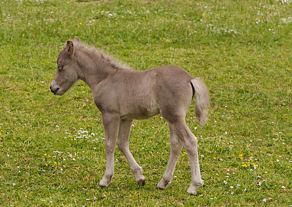 gray donkey on grass field thumbnail