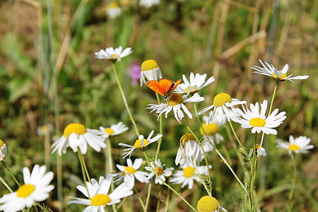 selective focus photography of white daisy flowers thumbnail