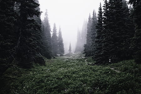 pathway between green pine trees thumbnail