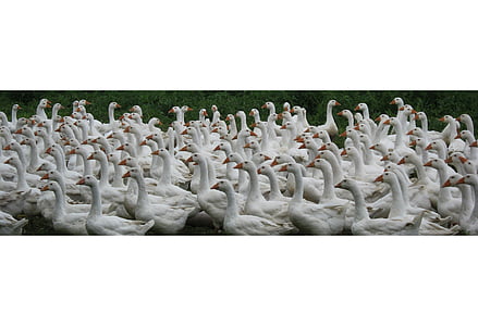 flock of geese thumbnail