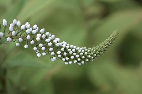 white petaled flower bud close up photo thumbnail