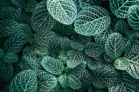 green leafed plants thumbnail