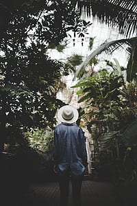 person looking up under tree inside greenhouse thumbnail