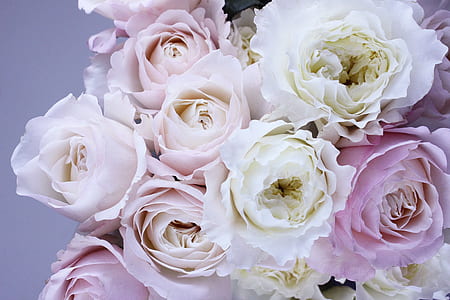 flower, flower roses, garden roses, pink, bloom, flora thumbnail