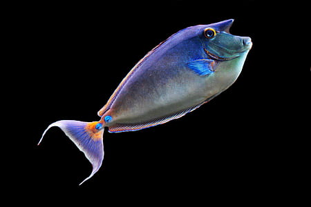 shallow photography of blue tang fish thumbnail