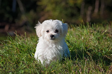 white and black shih tzu puppy thumbnail