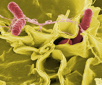 micro photography of green and red microorganism thumbnail