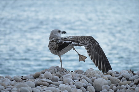 black bird near body of water thumbnail
