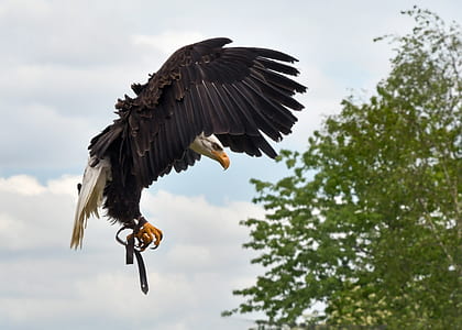 flying bald eagle near green leafed tree during daytime thumbnail