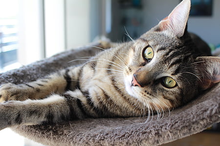 gray cat lying on gray rug thumbnail