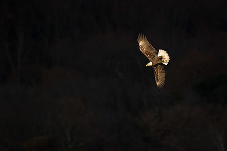 flying bald eagle thumbnail