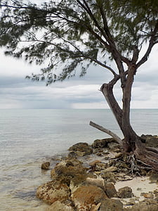 brown tree on shore during daytime thumbnail
