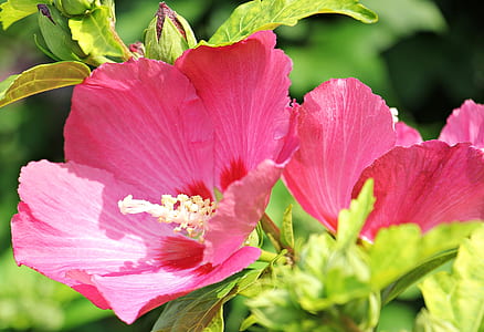 selective focus photo of pink petaled flowers thumbnail