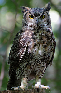 Eurasian Eagle Owl selective focus photography thumbnail