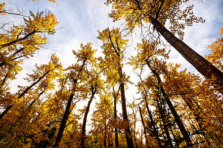 low angle photography of brown leafed trees thumbnail