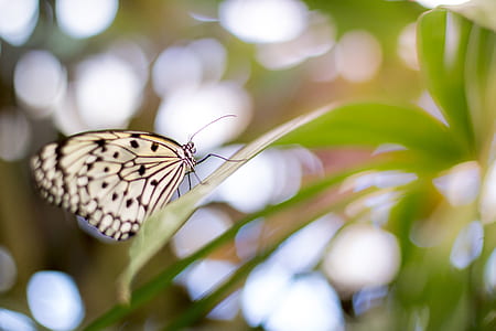 paper kite butterfly thumbnail
