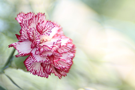 selective focus photography of pink and white carnation flower in bloom thumbnail