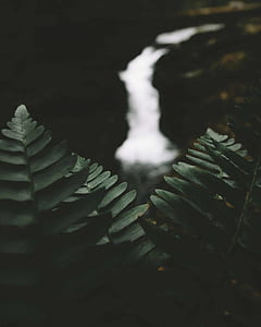 focus photo of green leaf plant thumbnail