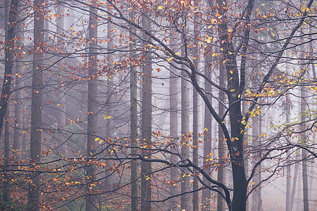 forest with fog thumbnail