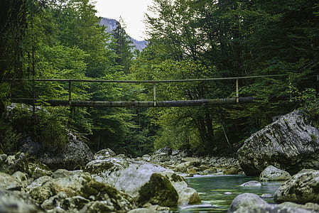 empty wooden bridge above river between forest during daytime thumbnail