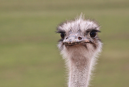 Ostrich during daytime thumbnail