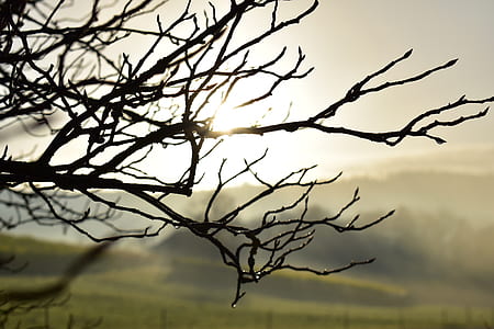 closeup photography of bare tree during golden hour thumbnail