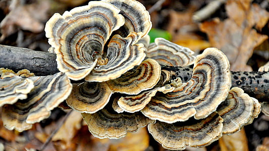selective focus photograph of mushroom thumbnail